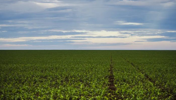 Fazenda estuda Fundo Garantidor para dívidas rurais